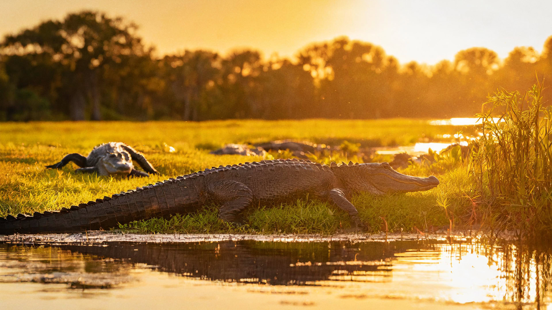 RGS-venus-alligators