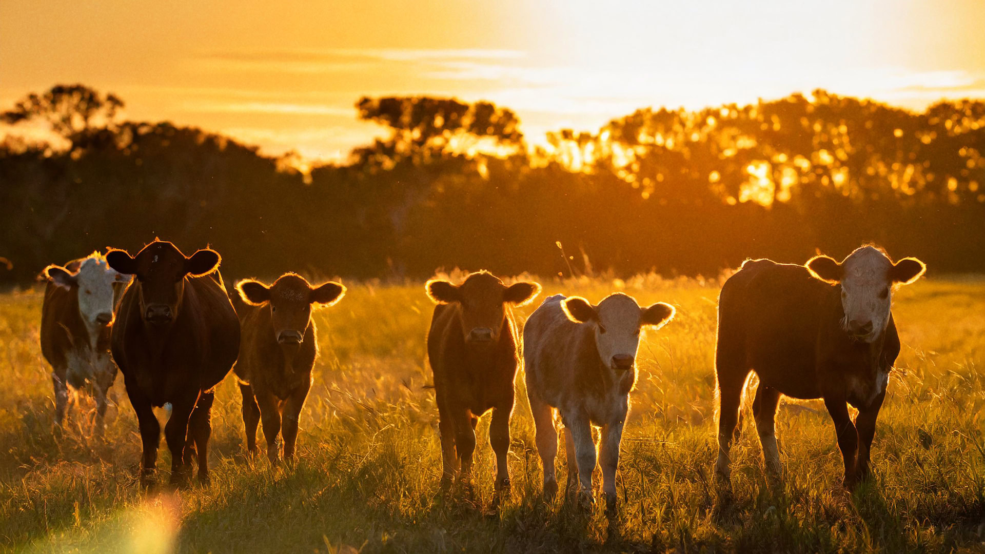 RGS-venus-cows