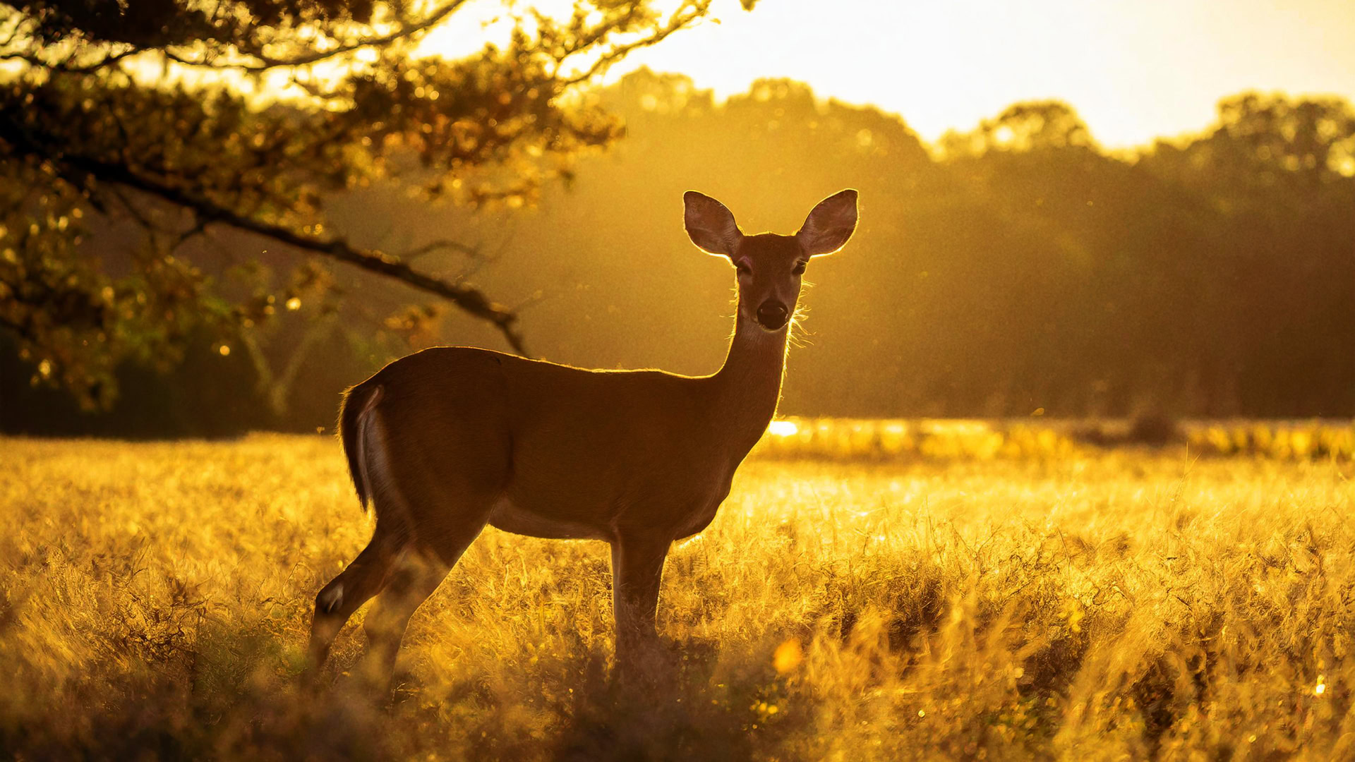 RGS-venus-deer