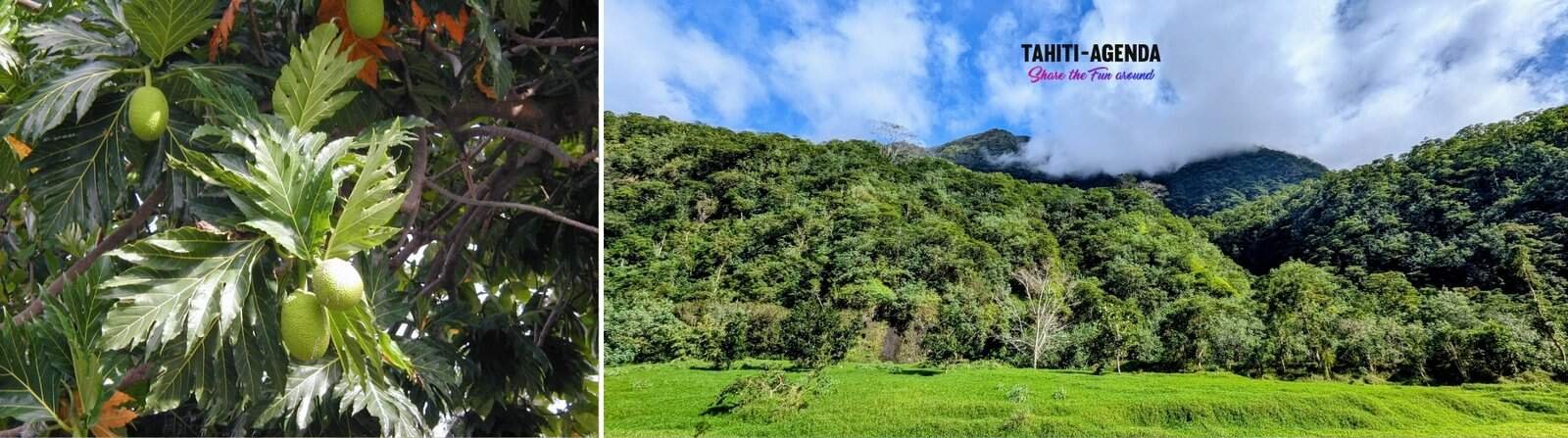 Matarii i nia 2025