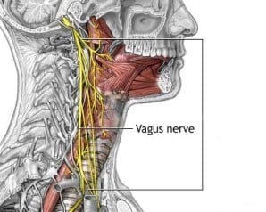 Neurological-Knockouts-Vegus-Nerve-Path 3 Types of Kyusho Knockouts