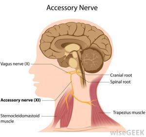 accessory-nerve-diagram 3 Types of Kyusho Knockouts