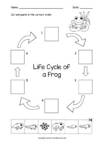 Life Cycle of a Frog Cut and Paste | kiddyhouse.com
