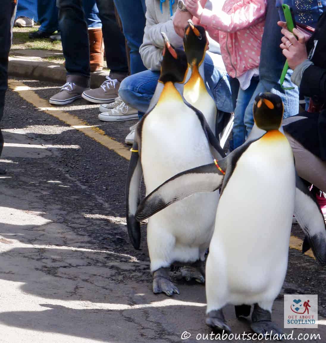 The Royal Edinburgh Zoo Complete Visitor Guide Out About Scotland