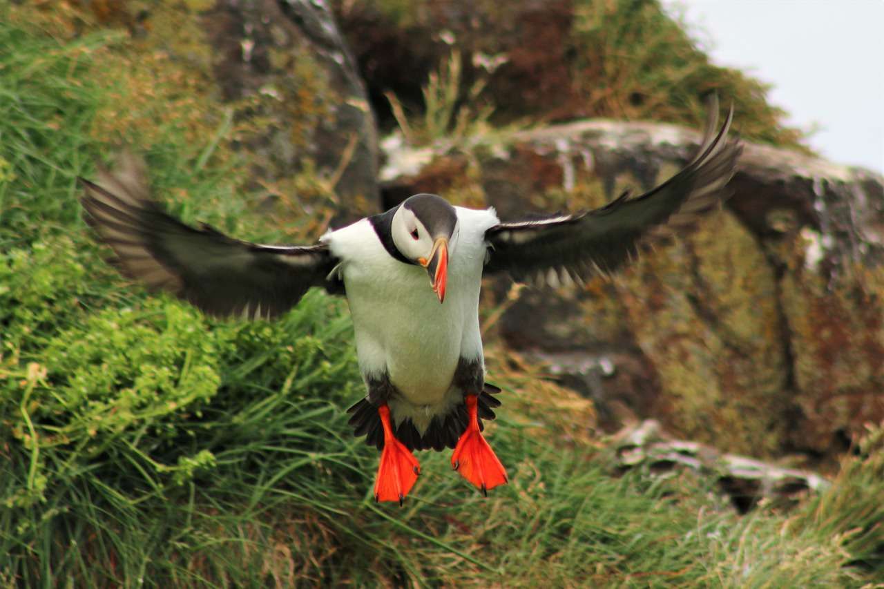 Where To See Puffins in Scotland Out About Scotland