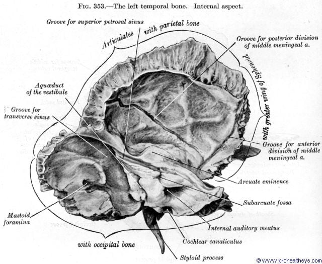 Temporal Bones - Prohealthsys