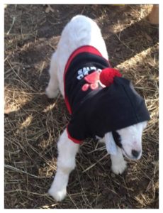 Goat Adult Coloring Book - iSaveA2Z.com