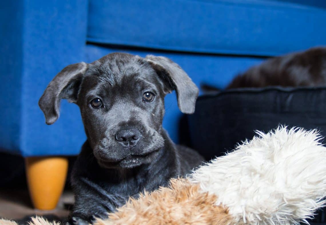 8 cane corso behavior developmental