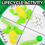 Frog Lifecycle.