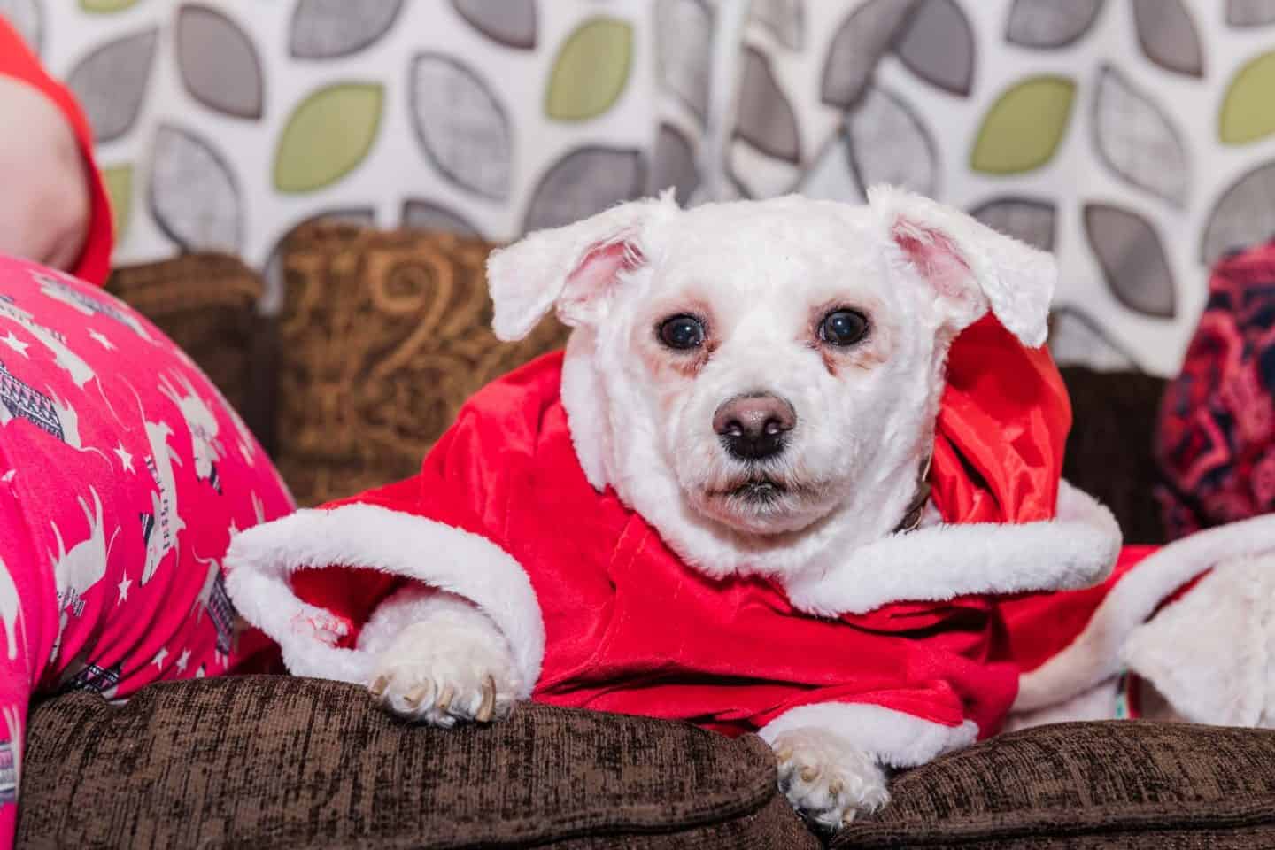 Devonshire christmas tree