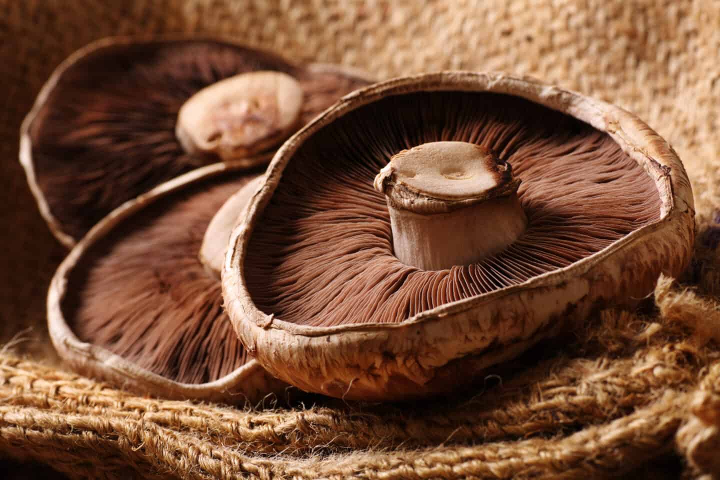 Portobello Mushrooms.