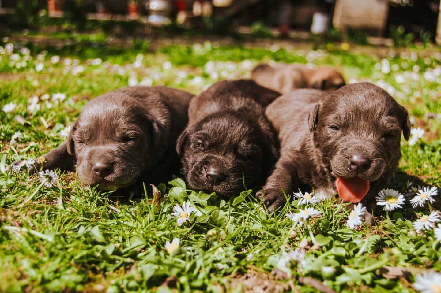 cute dogs.