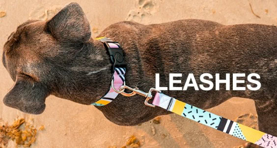 best dog leash