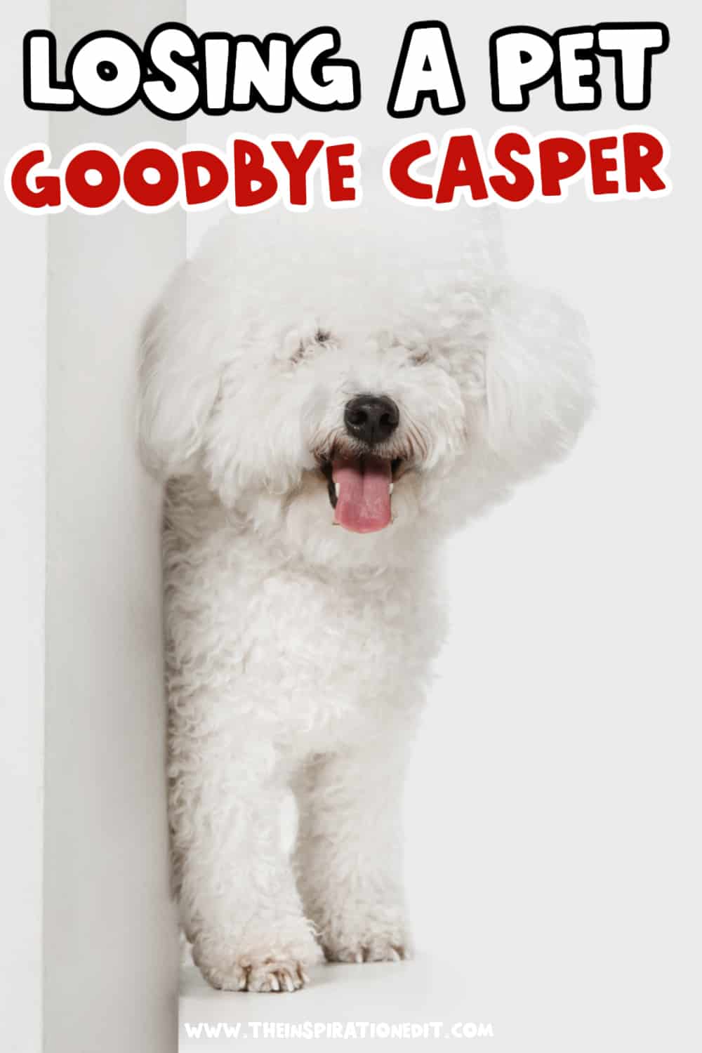 Grieving The Loss Of A Pet After Euthanasia Goodbye Casper The Bichon Frise