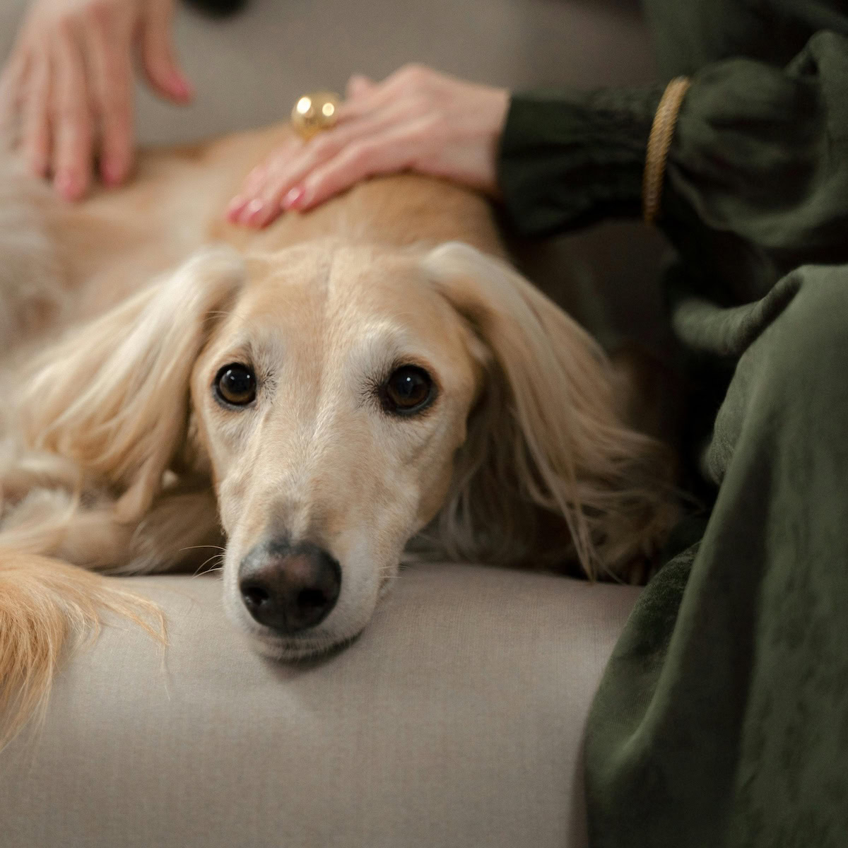 How to make Arthritic Dog More Comfortable | Owner comforting her dog on the couch.