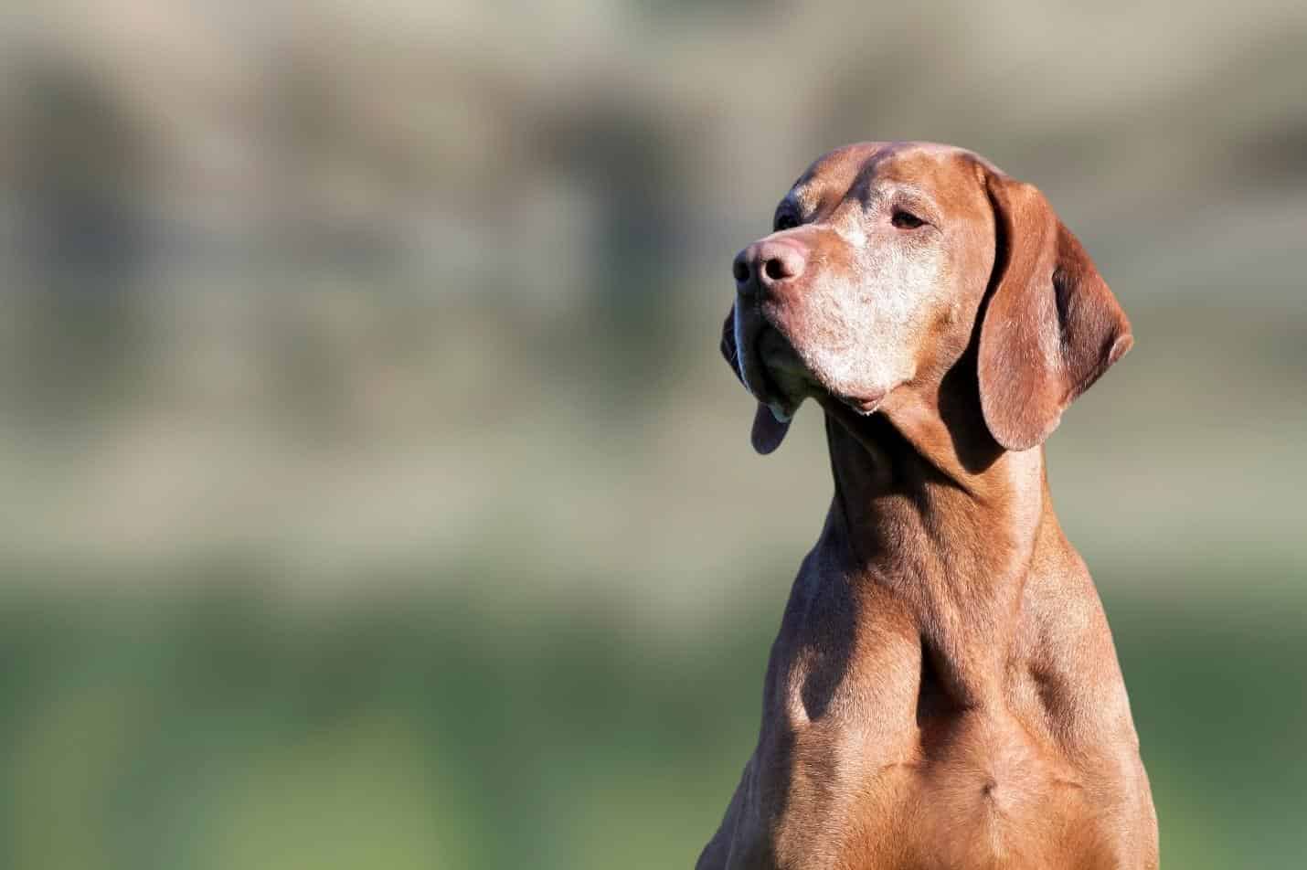 Elderly Dog.