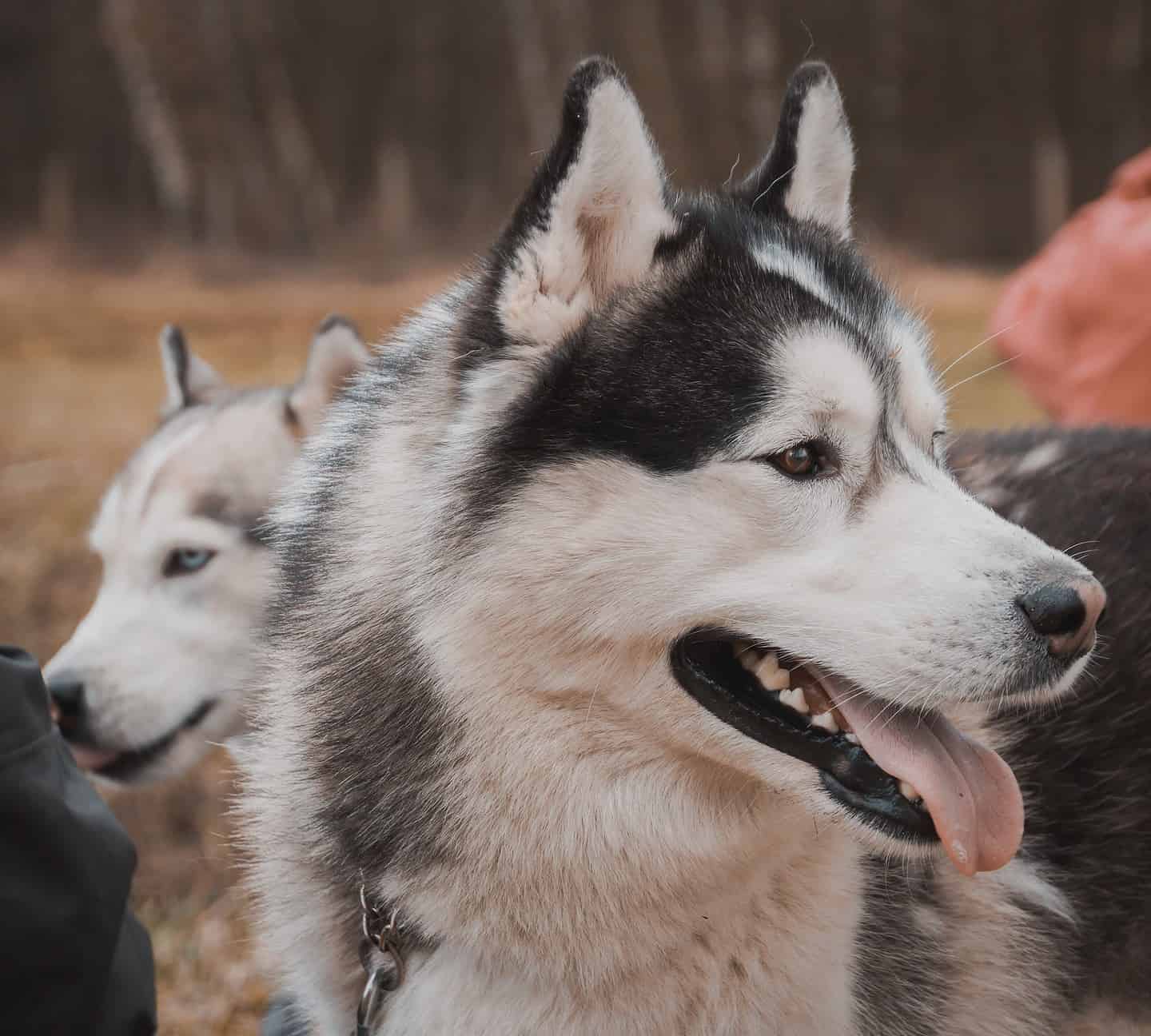 Consulting a Dog Bite Attorney After Being Bitten