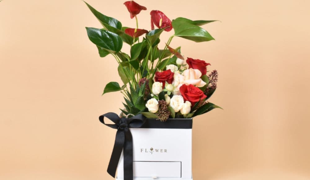 Plants Gifts.
