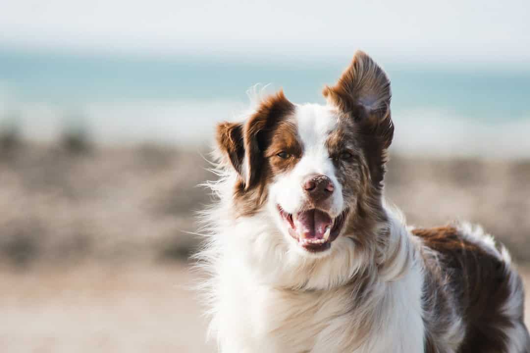 What To Look for in Quality Dog Food.