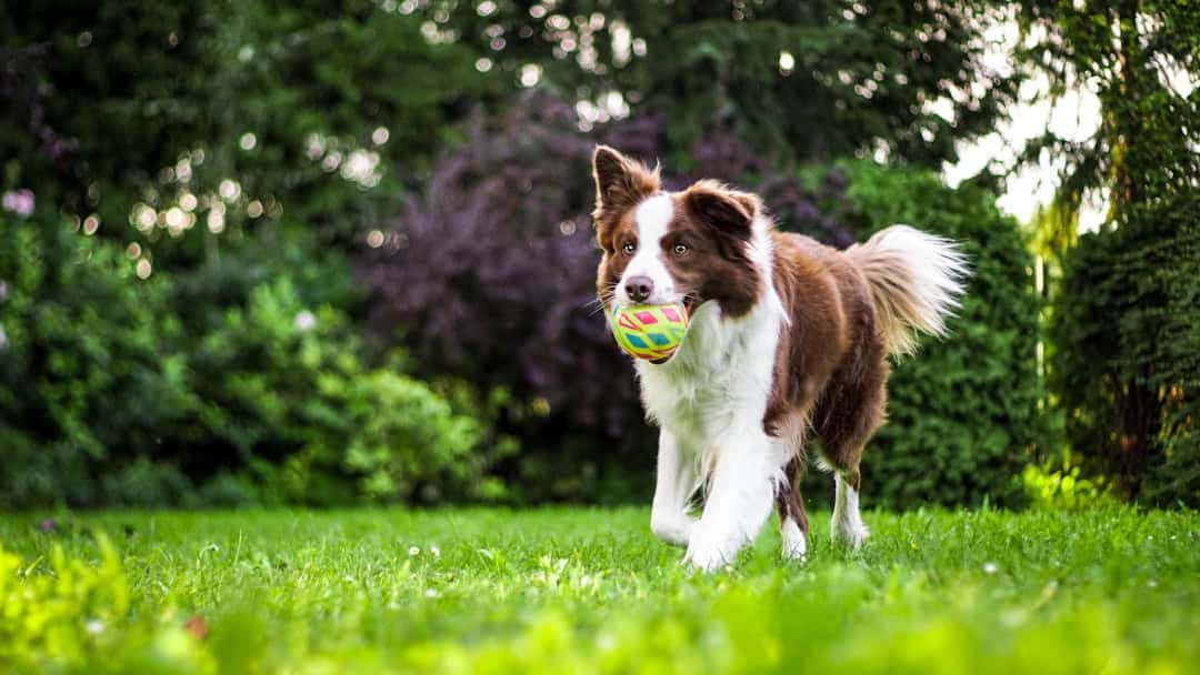 What To Look for in Quality Dog Food.