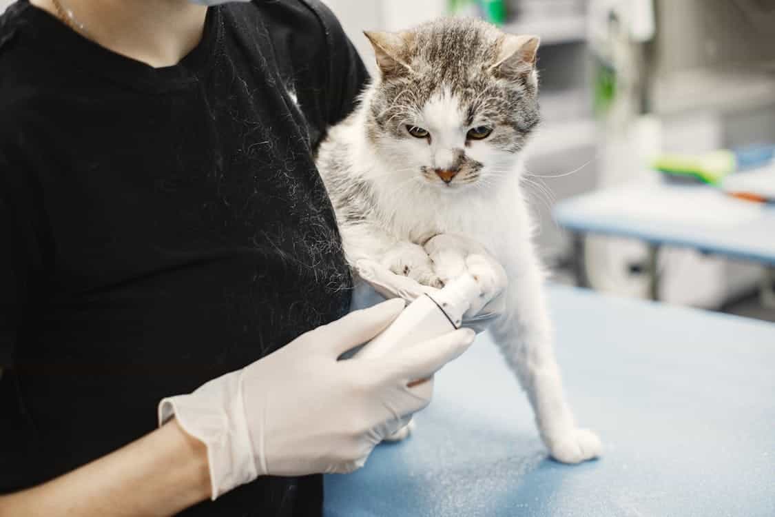 Guide to Cat Insurance