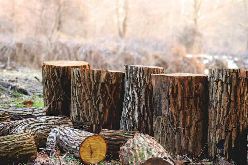 Monitoring Tree Health in Your Landscape.