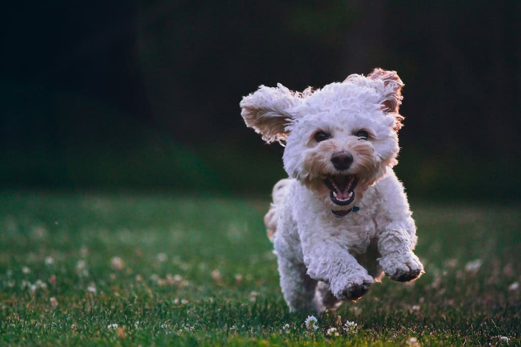 Your Dog Gets the Right Nutrients