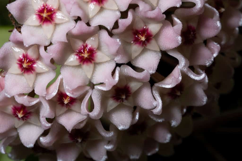 Hoya Plant Propagation