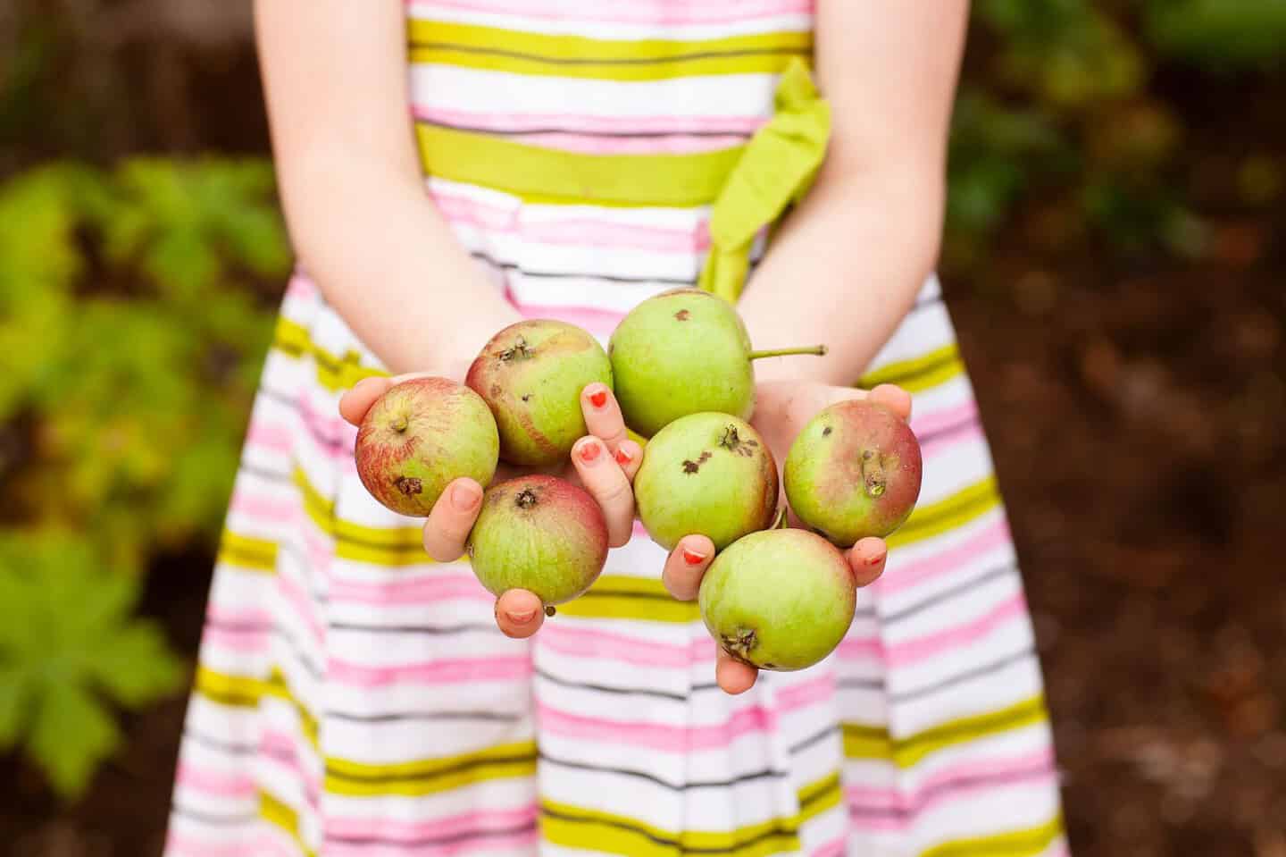 Apple picking. A child holding lots of apples