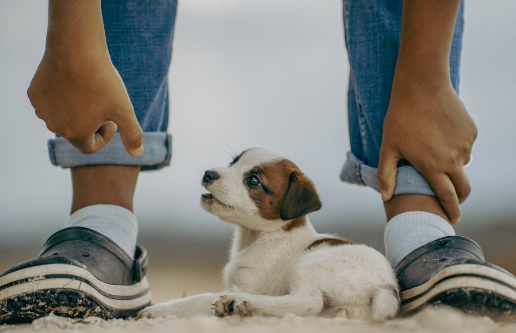 Comprehensive Pet Care.