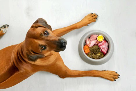 Guide to Raw Dog Food.