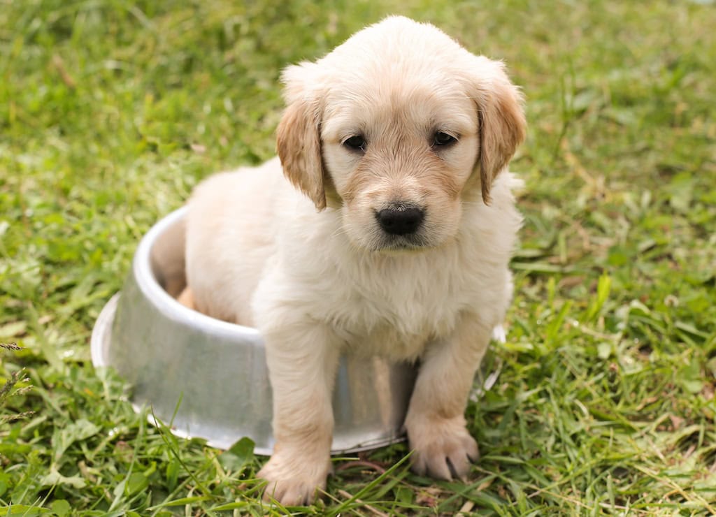 Clean Outdoor Space for Pet Owners