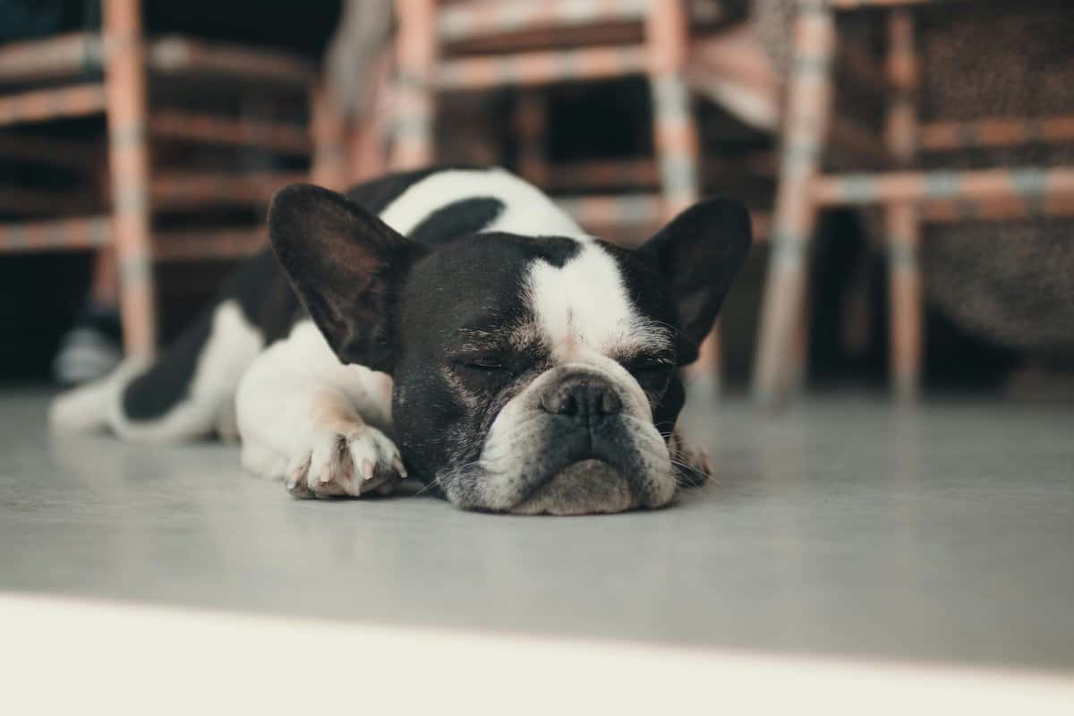 Keeping Your Home Clean | Sleeping Dog at Home Floor.