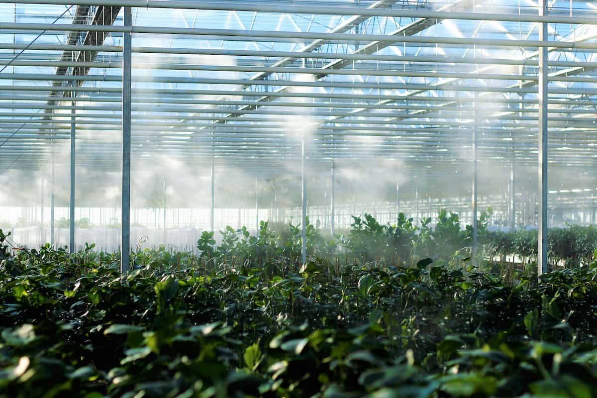 Choosing The Right Greenhouse Size.