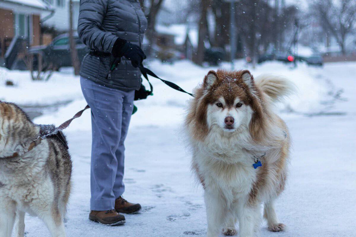 Essential Pet Health Practices.