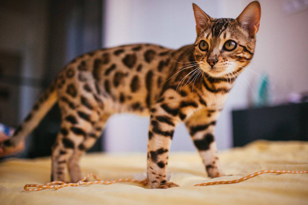 Maintain Your Cat's Flea Collar.