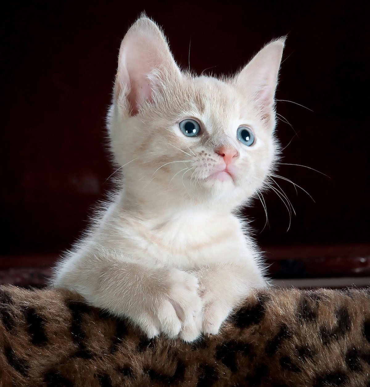 Raising Your Cat.