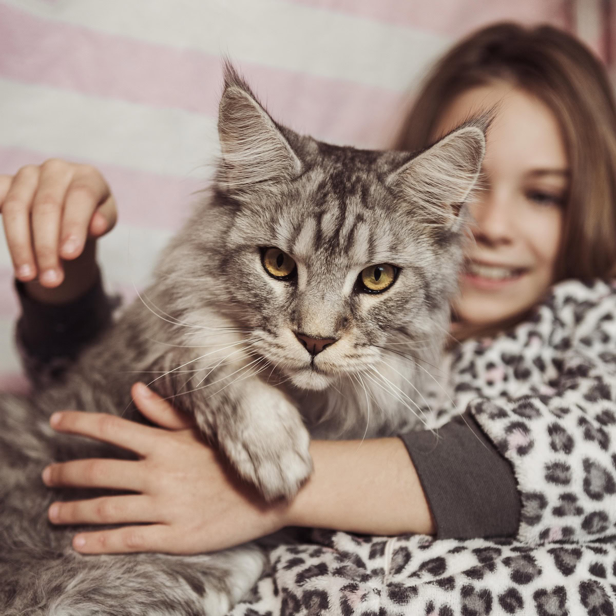 Cat Care Feeling Overwhelming.