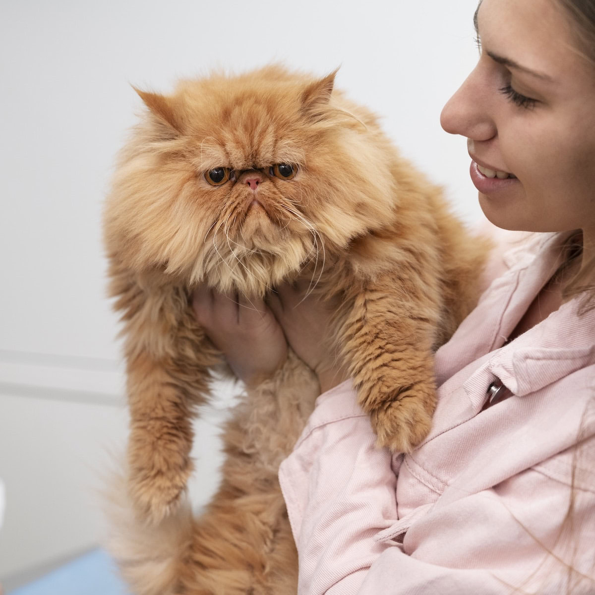 Pain Relief For Pets.