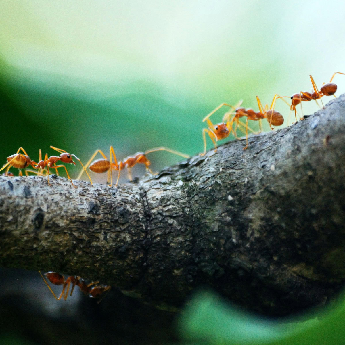 Preventing Property Damage | Ants on a tree branch.