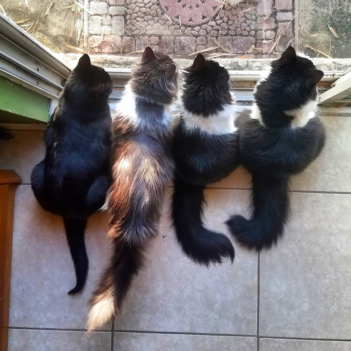 Adopting Multiple Cats | Four cats looking out of the door. 