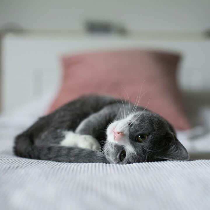 Veterinary Care Costs | A Kitten lying down on a bed.