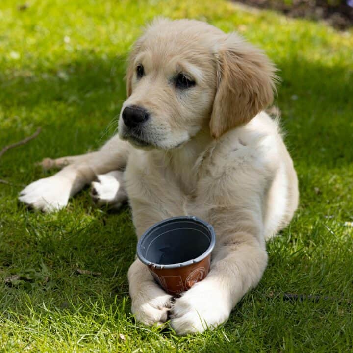 first aid skills every pet owner | A young Labrador pup lying down playing with a plant pot.