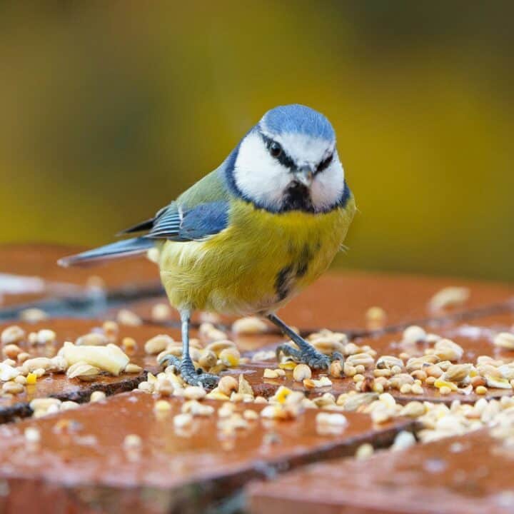 Guide to the Different Types of Bird Food | A bird eating food.