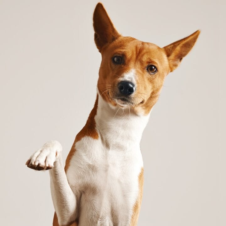 Adorable dog giving his paw.
