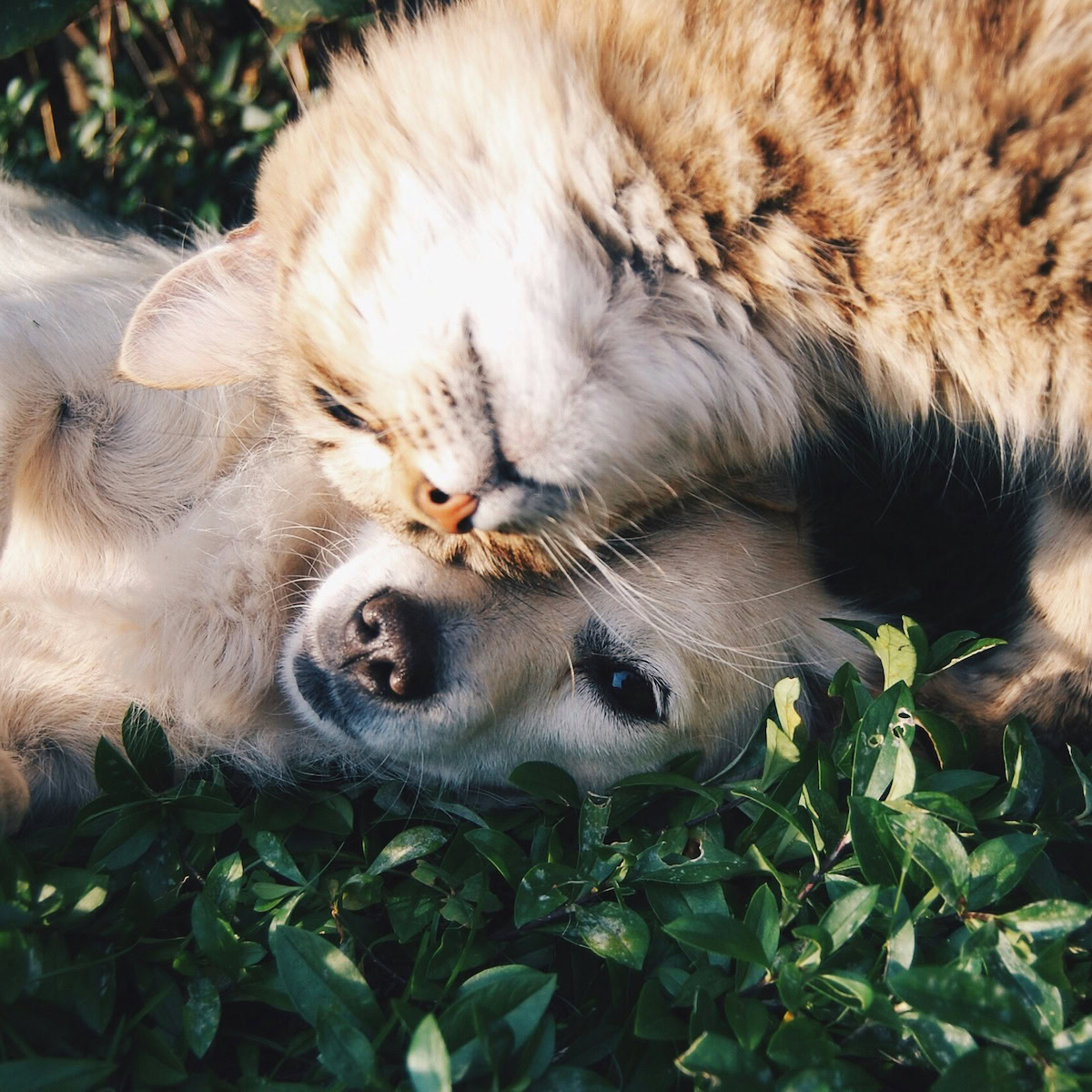 Choosing a Pet for Your Child.