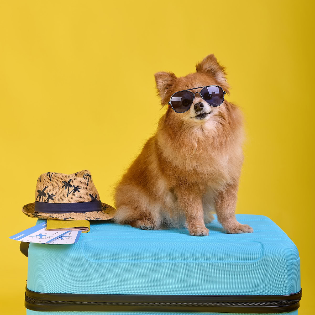 Funny fluffy puppy sitting on top of a blue suitcase waiting for departure