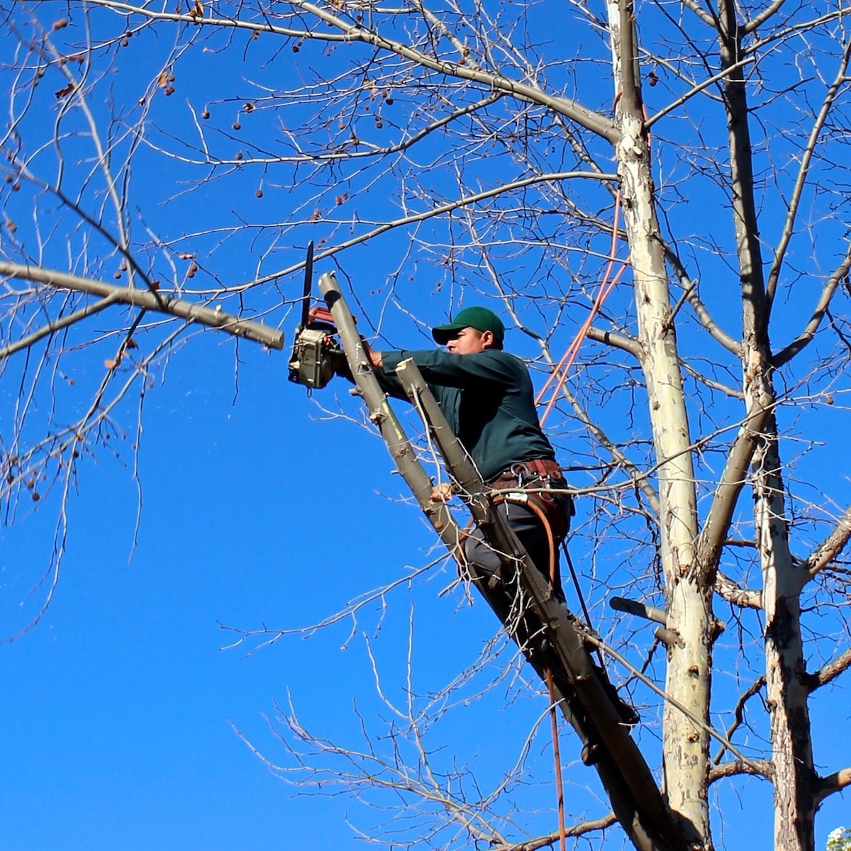 Reasons Why You Need to Hire an Arborist.