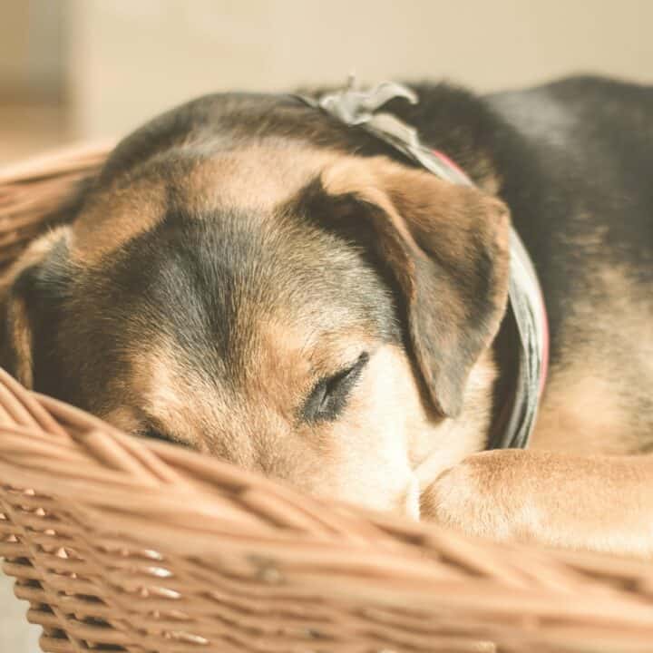 dog in a sleeping basket.
