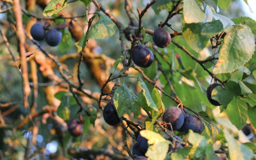 Damson and Orange Gin Recipe